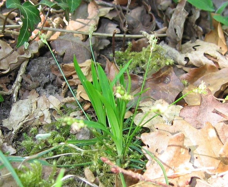 Carex ornithopoda