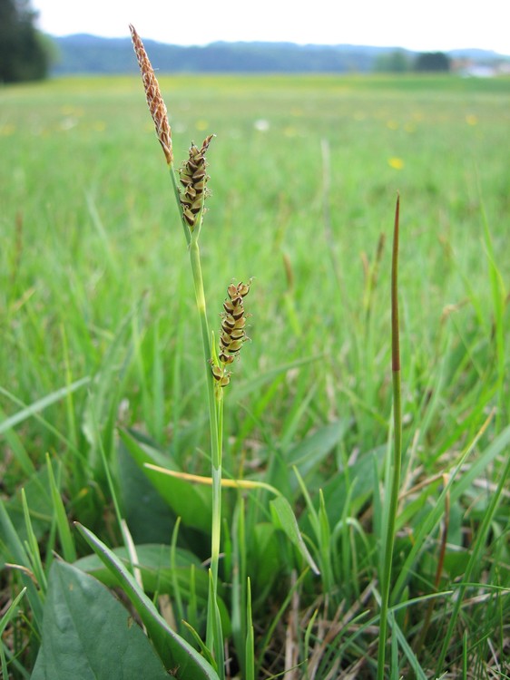 Carex panicea