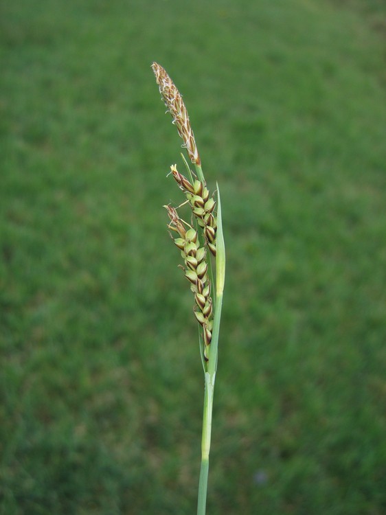 Carex panicea