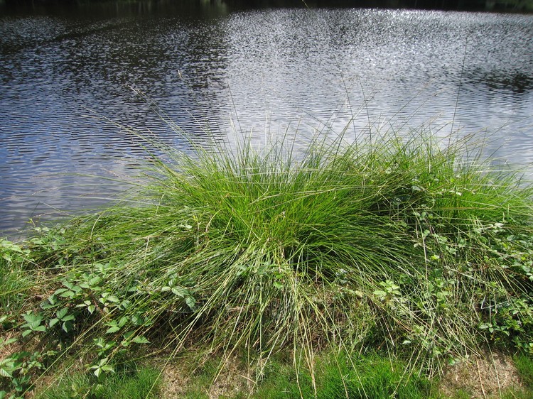 Carex paniculata