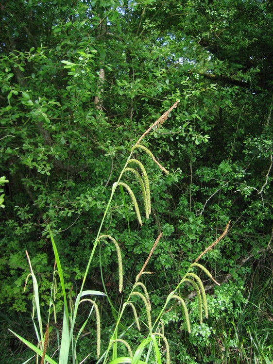 Carex pendula