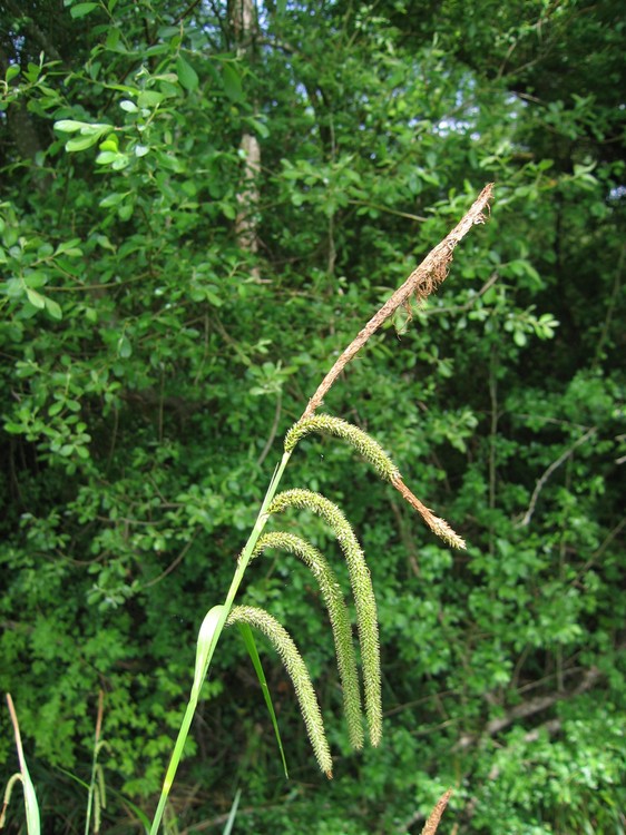 Carex pendula