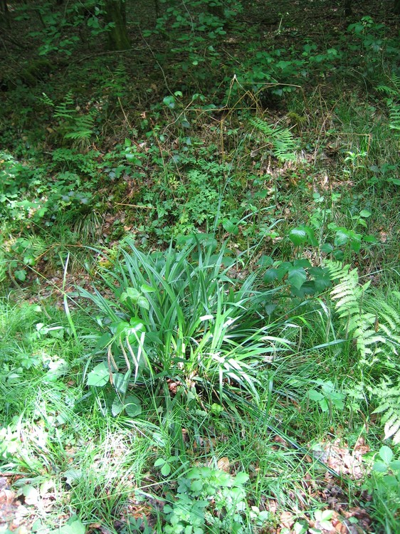 Carex pendula