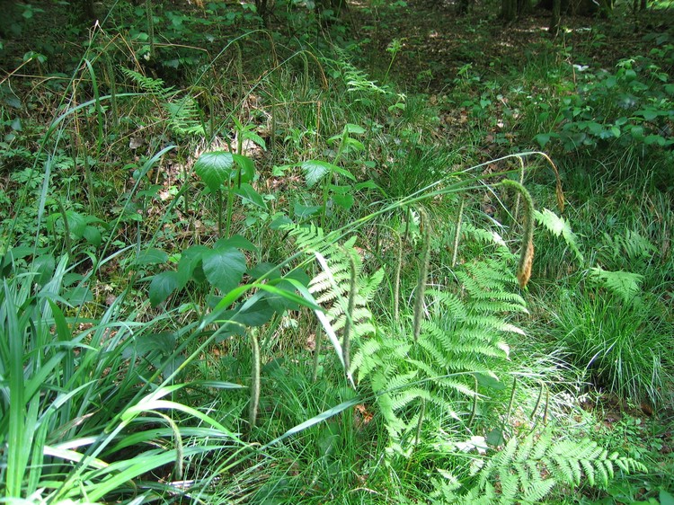 Carex pendula