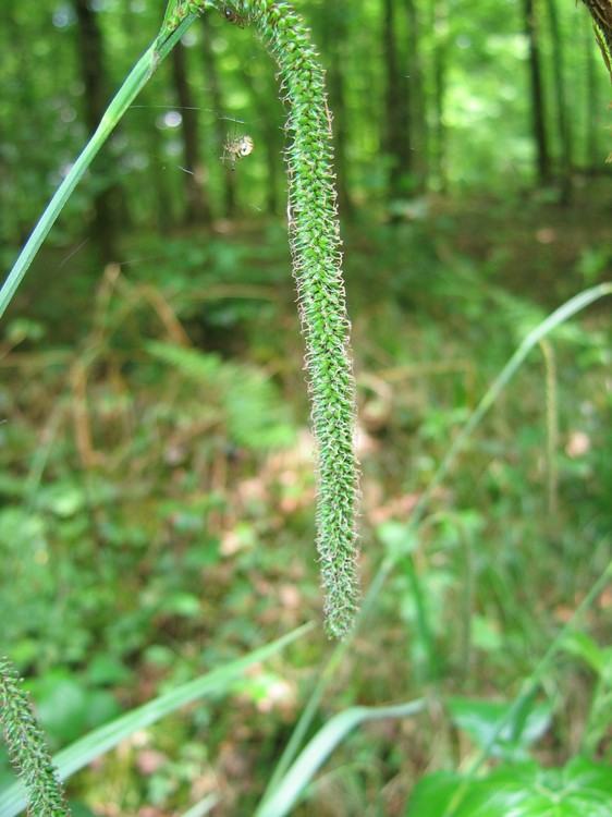Carex pendula
