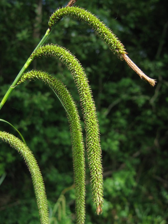 Carex pendula