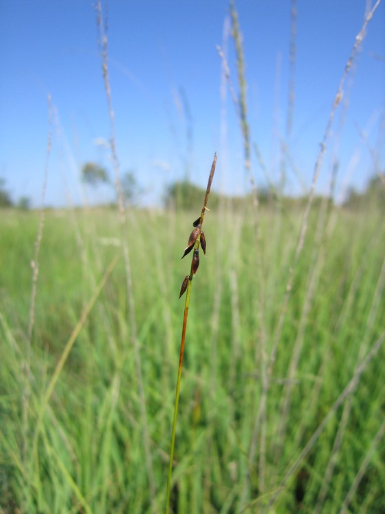 Carex pulicaris