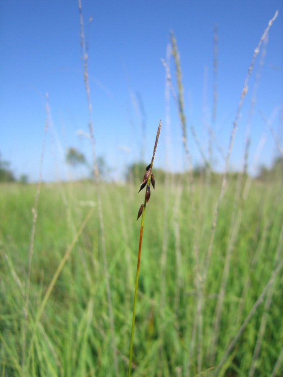 Carex pulicaris