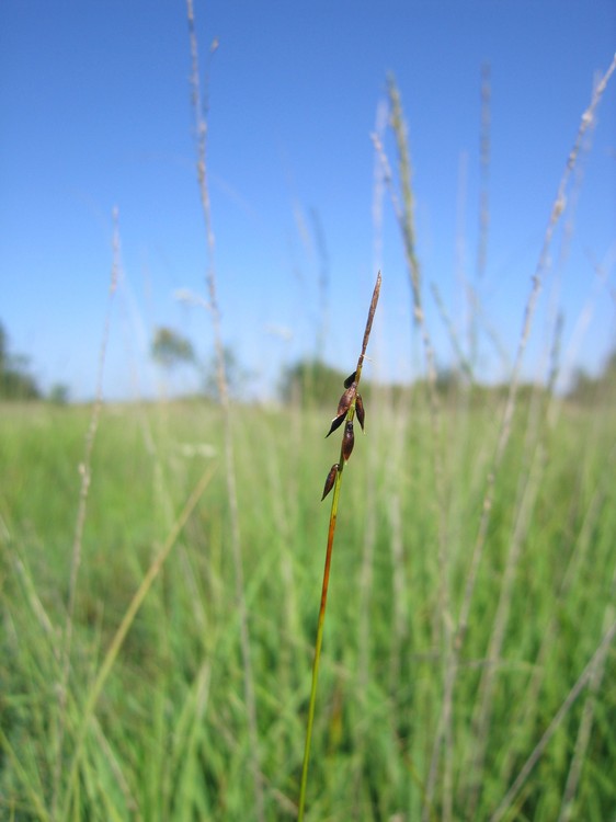 Carex pulicaris