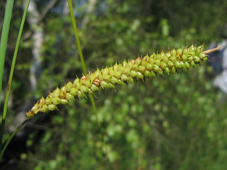 Carex rostrata