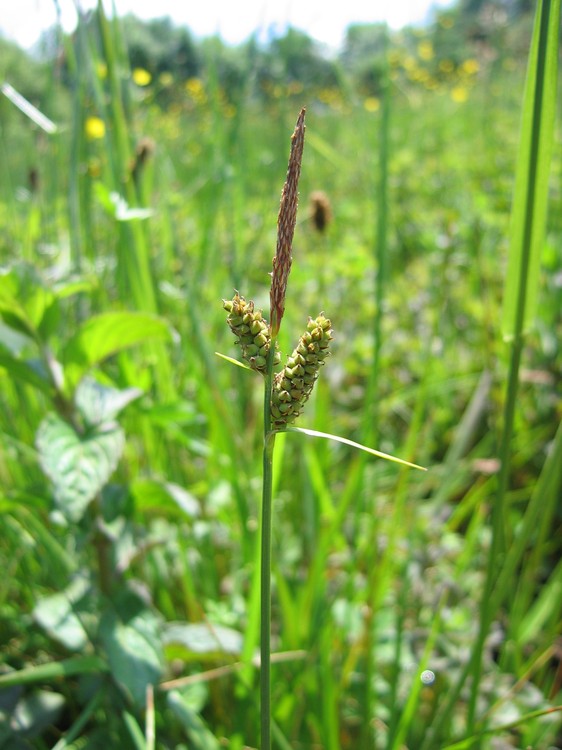 Carex tomentosa