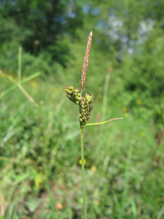 Carex tomentosa