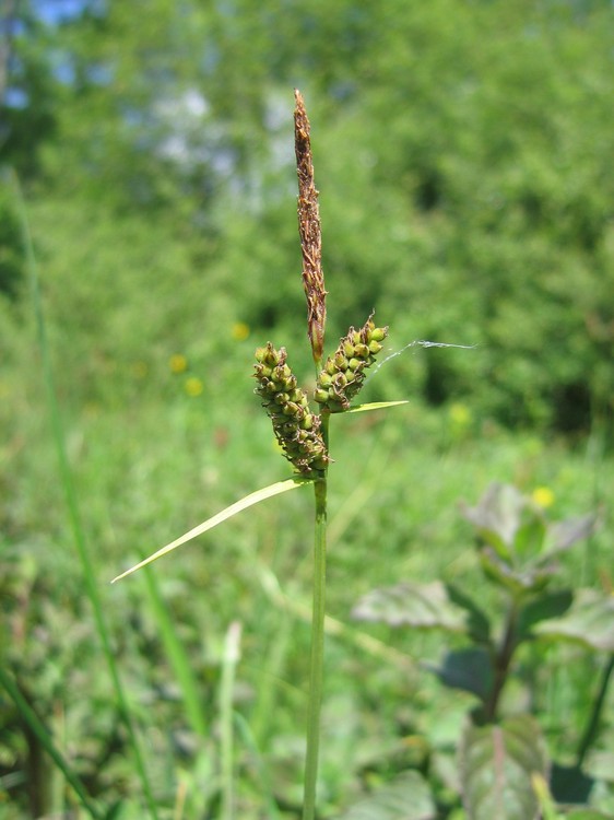 Carex tomentosa