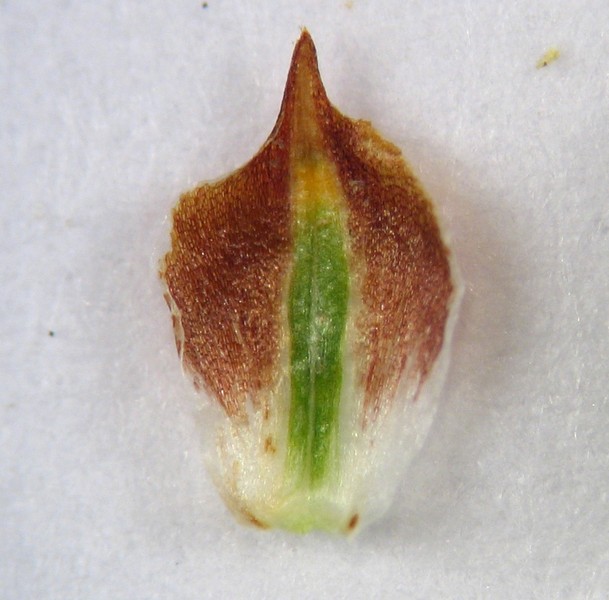 Carex tomentosa