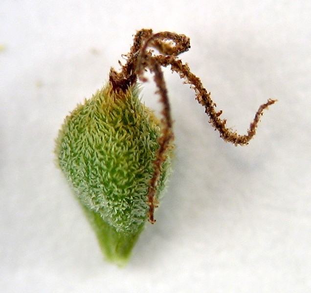 Carex tomentosa
