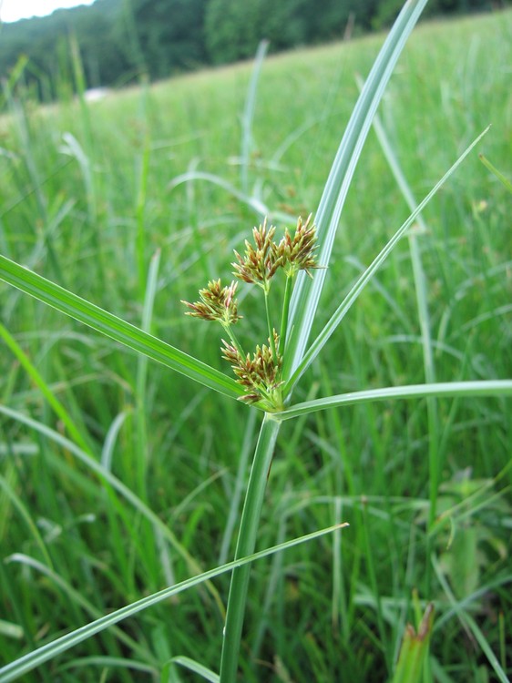 Cyperus longus