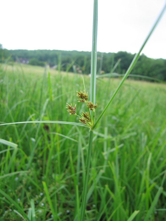 Cyperus longus
