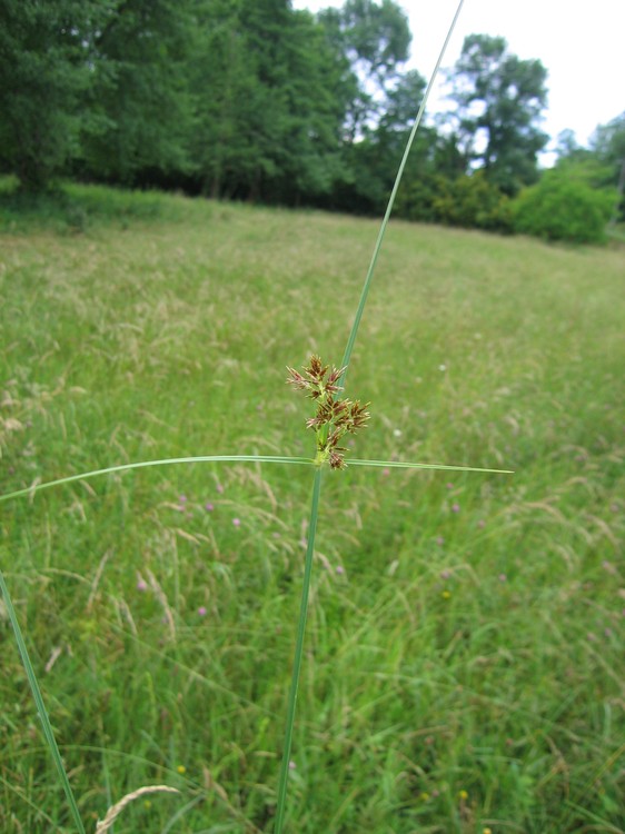 Cyperus longus
