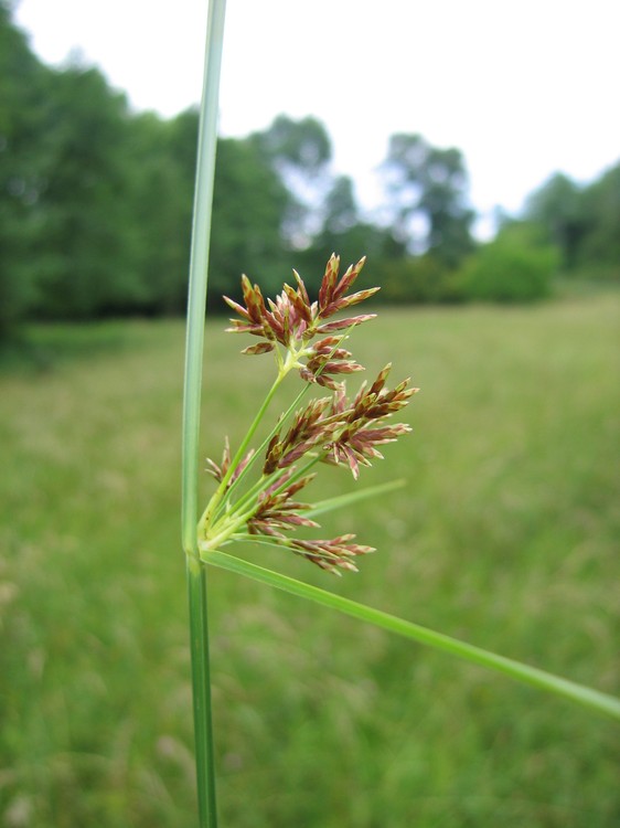 Cyperus longus