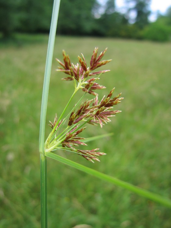Cyperus longus