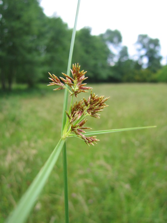 Cyperus longus