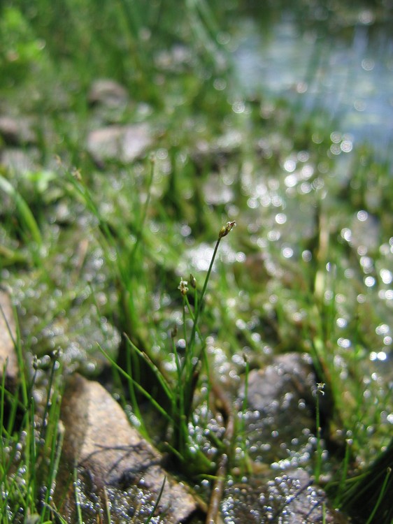 Eleocharis acicularis
