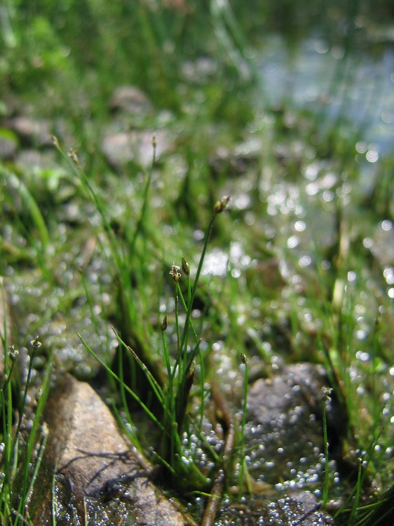 Eleocharis acicularis