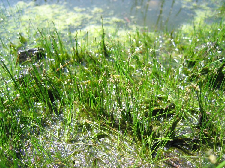 Eleocharis acicularis