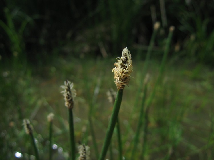 Eleocharis palustris