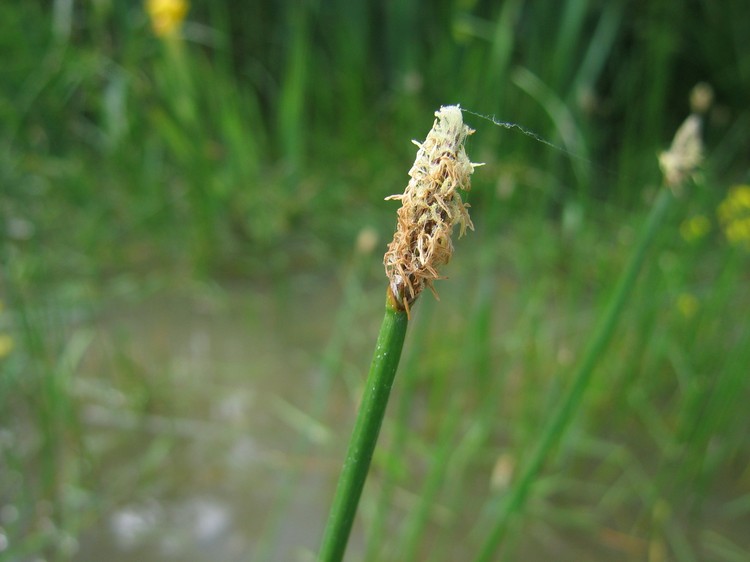 Eleocharis palustris