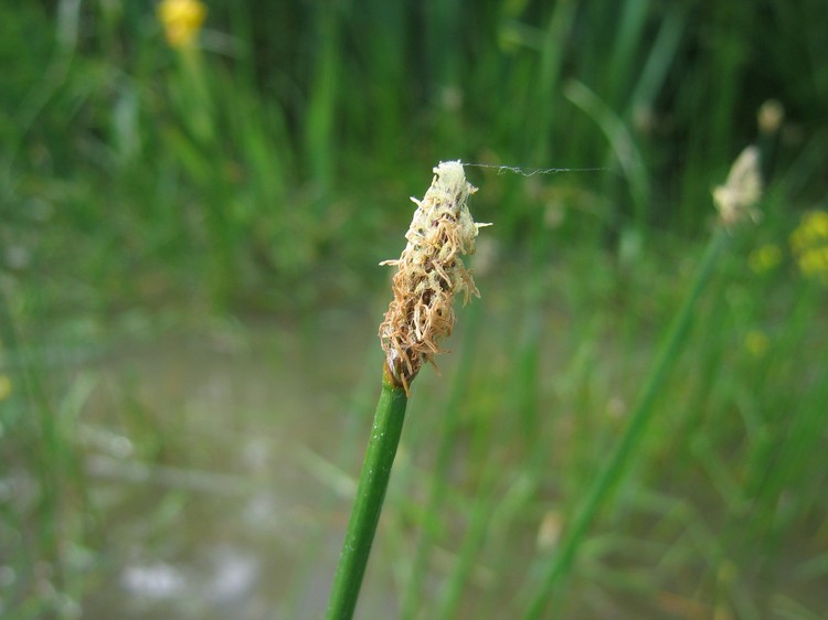Eleocharis palustris
