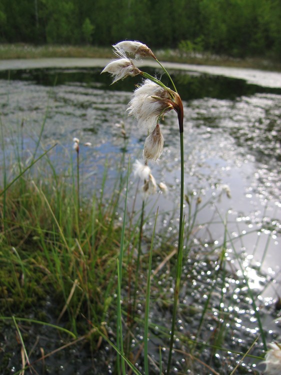 Eriophorum angustifolium