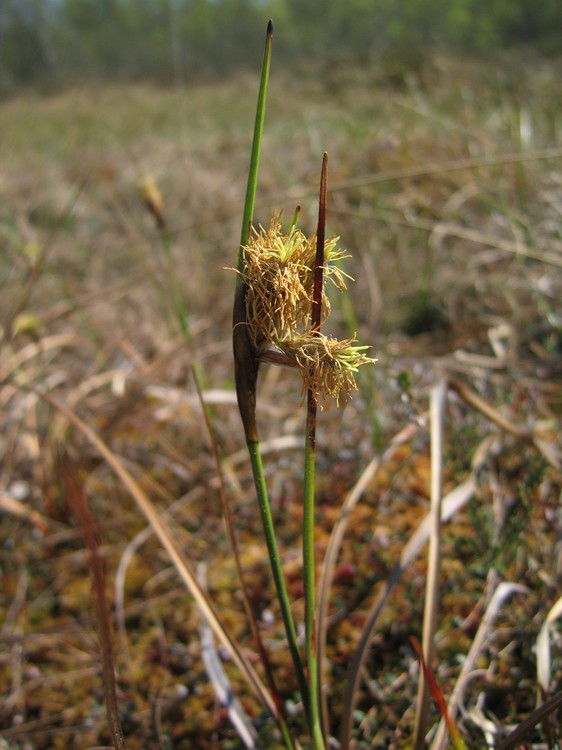 Eriophorum angustifolium