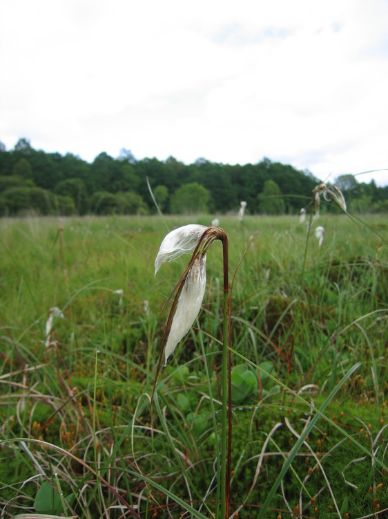 Eriophorum angustifolium