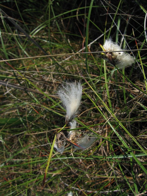 Eriophorum angustifolium