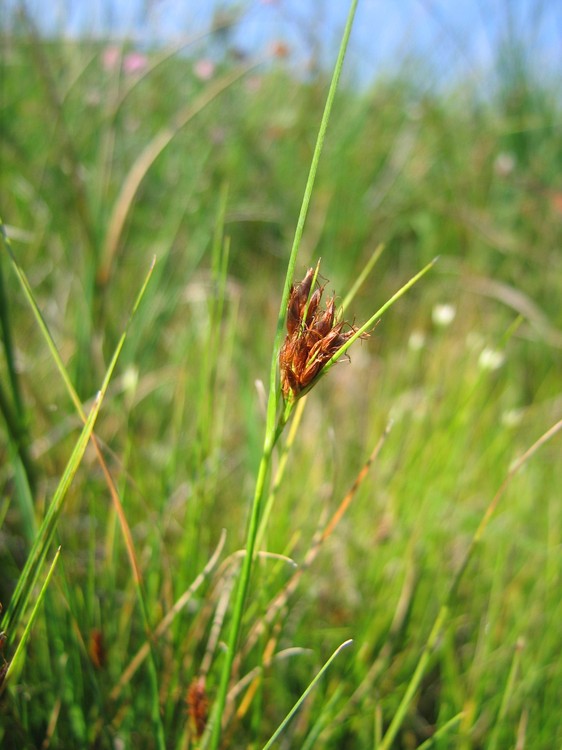 Rhynchospora fusca