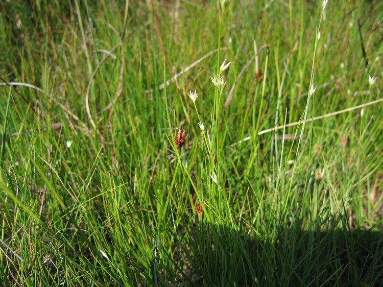 Rhynchospora fusca