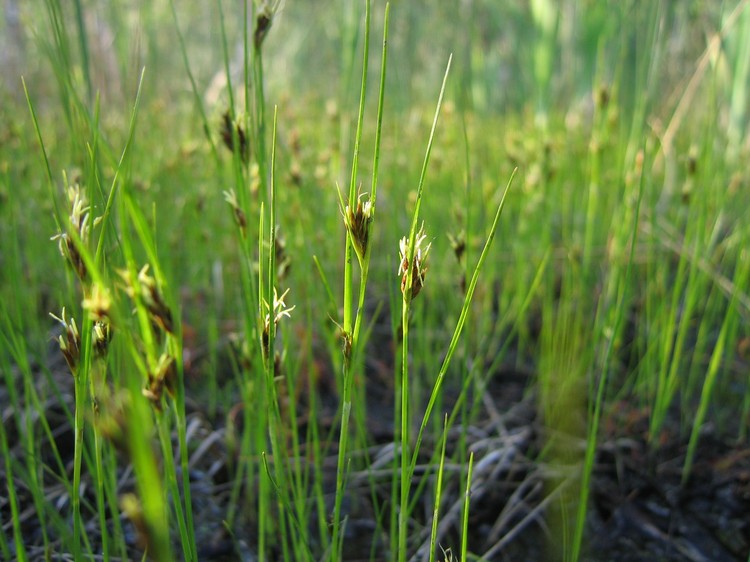 Rhynchospora fusca