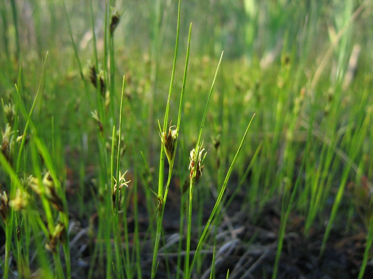 Rhynchospora fusca
