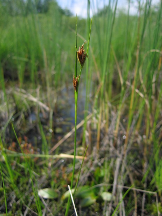 Rhynchospora fusca