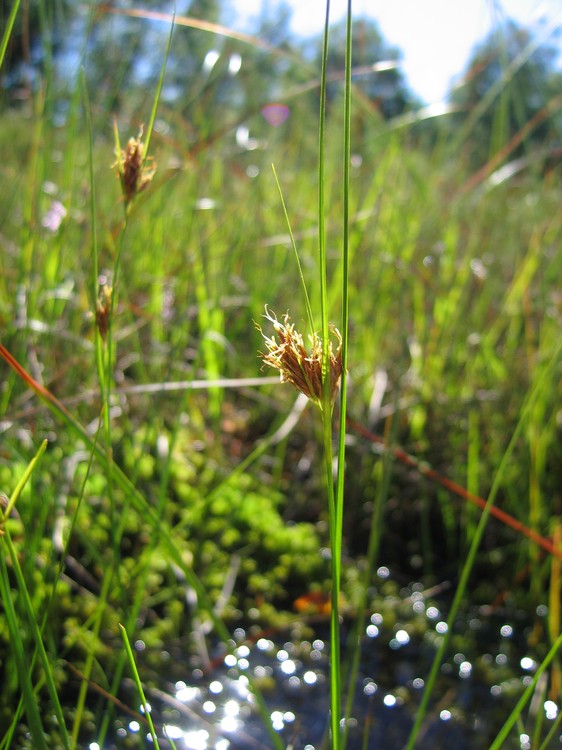 Rhynchospora fusca