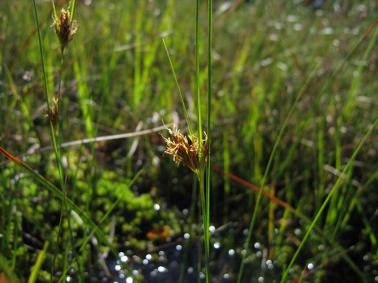 Rhynchospora fusca