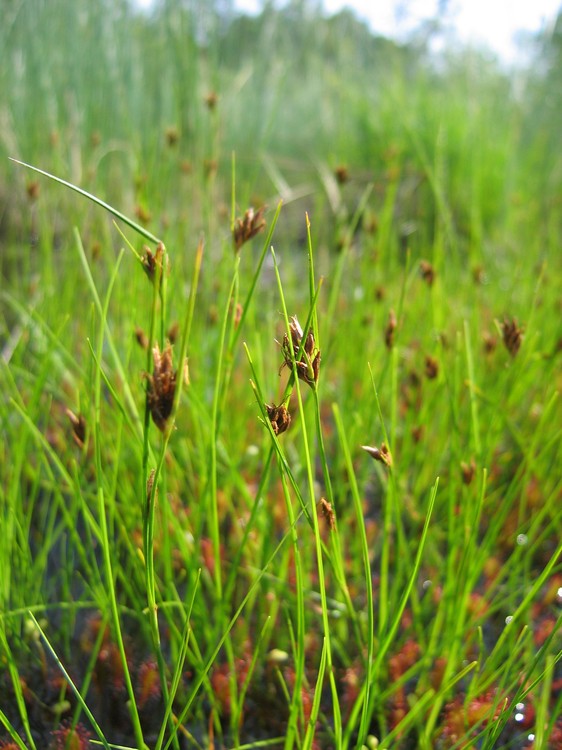 Rhynchospora fusca