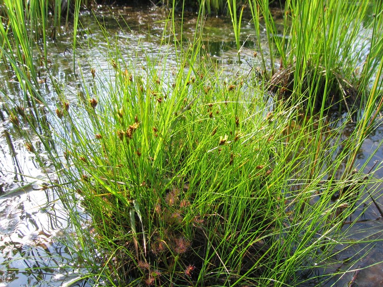 Rhynchospora fusca