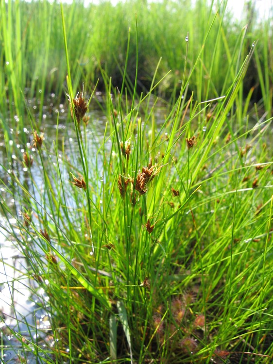 Rhynchospora fusca
