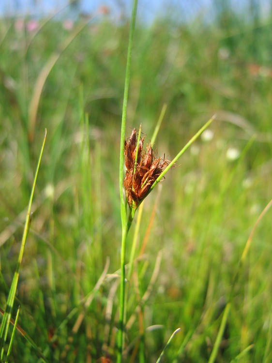 Rhynchospora fusca