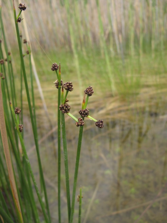 Scirpoides holoschoenus