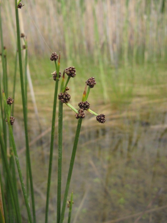 Scirpoides holoschoenus