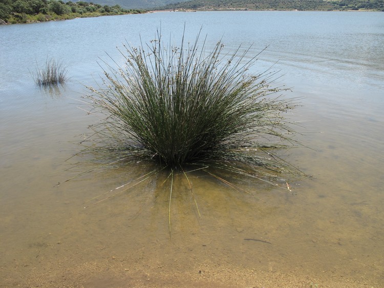 Scirpoides holoschoenus