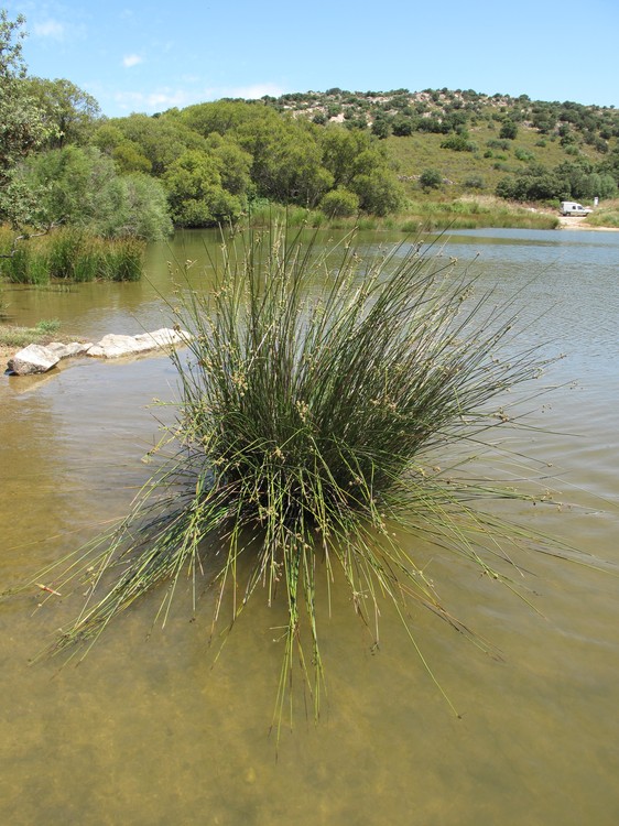 Scirpoides holoschoenus